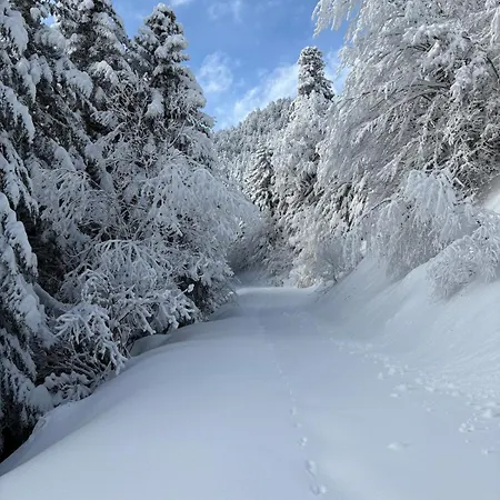 Les Bosquitos