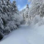 Les Bosquitos